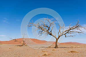 Various Views of Dune 45 in the Namib Desert
