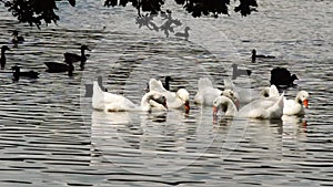 Various water birds on a lake
