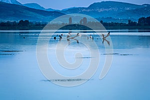 Various water birds sitting on dried branches in the lake. Photographic snapshot, scene from the lake of the city of Ioannina with