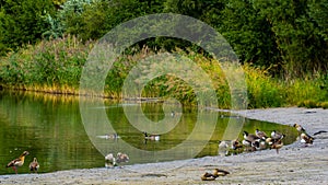 Various waterbirds at water\'s edge photo
