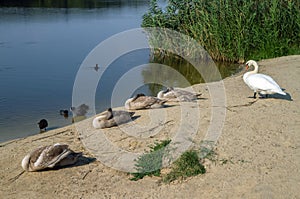 Various waterfowl on the shore of the lake.