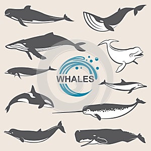 Various whales set