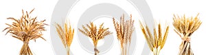 Various wheat ears isolated on white background