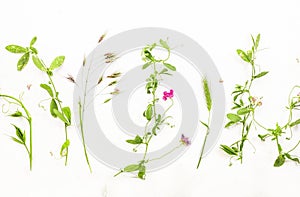 Various wild meadow green herbs on white background top view, flat lay, banner. Border of bright meadow herbs and flowers