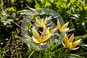 Various yellow and white wildflowers are blooming in the grassy field