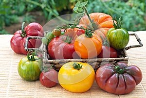 De fresco eligió un adulto tomates 