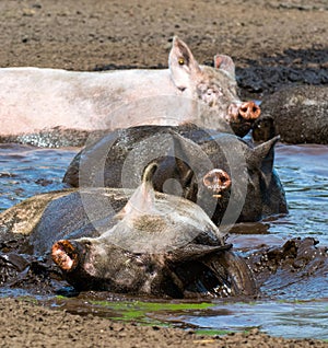 Varken, domestic Pig photo