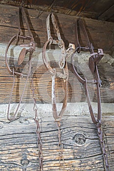 Varmint coyote spring traps hanging