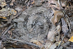 Varmint hole in forest floor