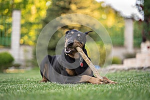 Varna, Bulgaria - 21.05.2022 - The Doberman is a medium-large breed of domestic dog that was originally developed around 1890 by