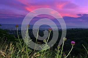 Varna city twilight wildflowers scenic view