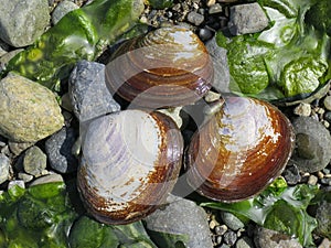 Varnish Clams - Nuttallia obscurata