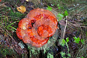 Varnished Conk Mushroom photo
