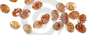 Varroa destructor