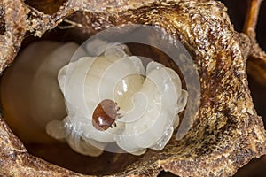 Varroa destructor bee parasite