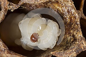 Varroa destructor bee parasite