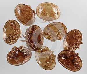 Varroa destructor