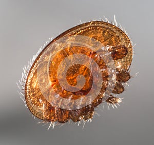 Varroa destructor bee parasite