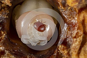 The Varroa destructor bee parasite on a nymph of bee