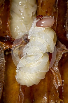 The Varroa destructor bee parasite on a nymph of bee