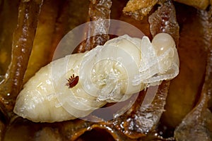 The Varroa destructor bee parasite on a nymph of bee