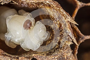 Varroa destructor bee parasite