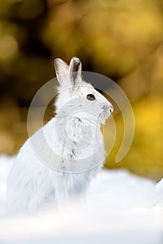 Varying hare in the snow