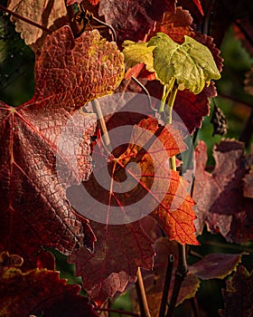 The varying shades of grape vines as they turn from green to red in the fall.