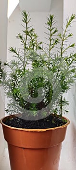 A vas plant at home