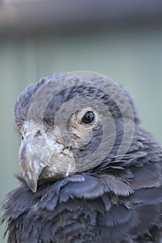 Vasa parrot