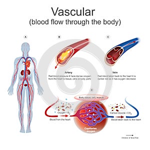 Vascular blood flow through the body. photo