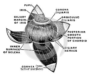 Vascular Coat of the Eye, vintage illustration