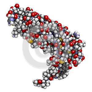 Vascular endothelial growth factor A VEGF A protein molecule. Atoms are represented as spheres with conventional color coding.