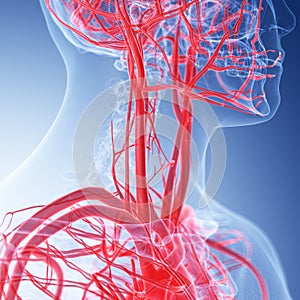 The vascular neck anatomy