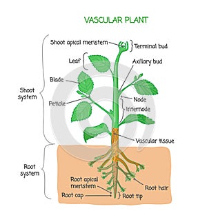 Vascular plant biological structure labeled diagram, vector illustration