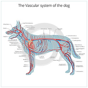 Vascular system of the dog vector illustration