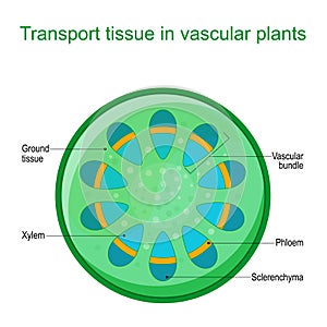 Vascular tissue system of plants photo
