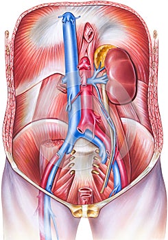 Vasculature Anatomy of the Human Torso