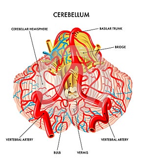 Vasculature of cerebellum photo