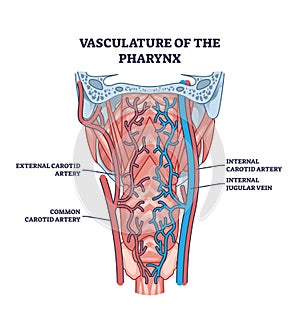 Vasculature of pharynx as throat blood artery and vein system outline diagram photo