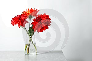 Vase with beautiful dahlia flowers on table against light background