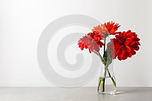 Vase with beautiful dahlia flowers on table against light background