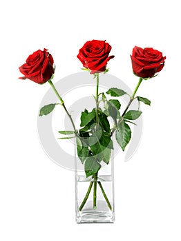 Vase with beautiful roses on white background