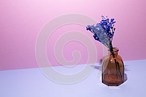 Vase of blue baby`s breath flowers on blue table. pink wall background