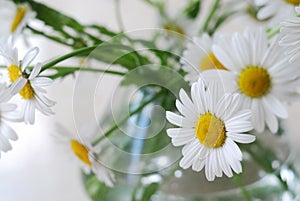 Vase of camomiles on blurred soft background. Soft focus flowers.