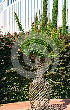 Vase formed from the branches and trunks of Ð¡rape myrtle tree Lagerstroemia indica in public landscaped city park Krasnodar