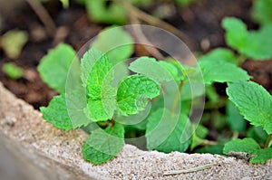 Mentha spicata growing in cement pot in backyard photo