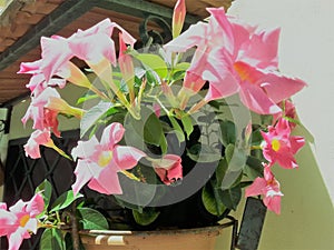 Vase with Mandevilla flowers