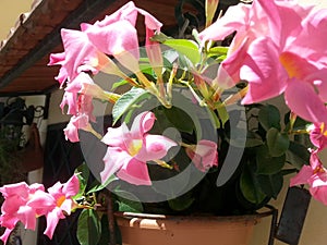 Vase with Mandevilla flowers