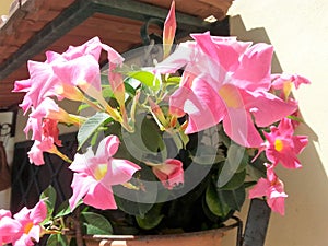 Vase with Mandevilla flowers